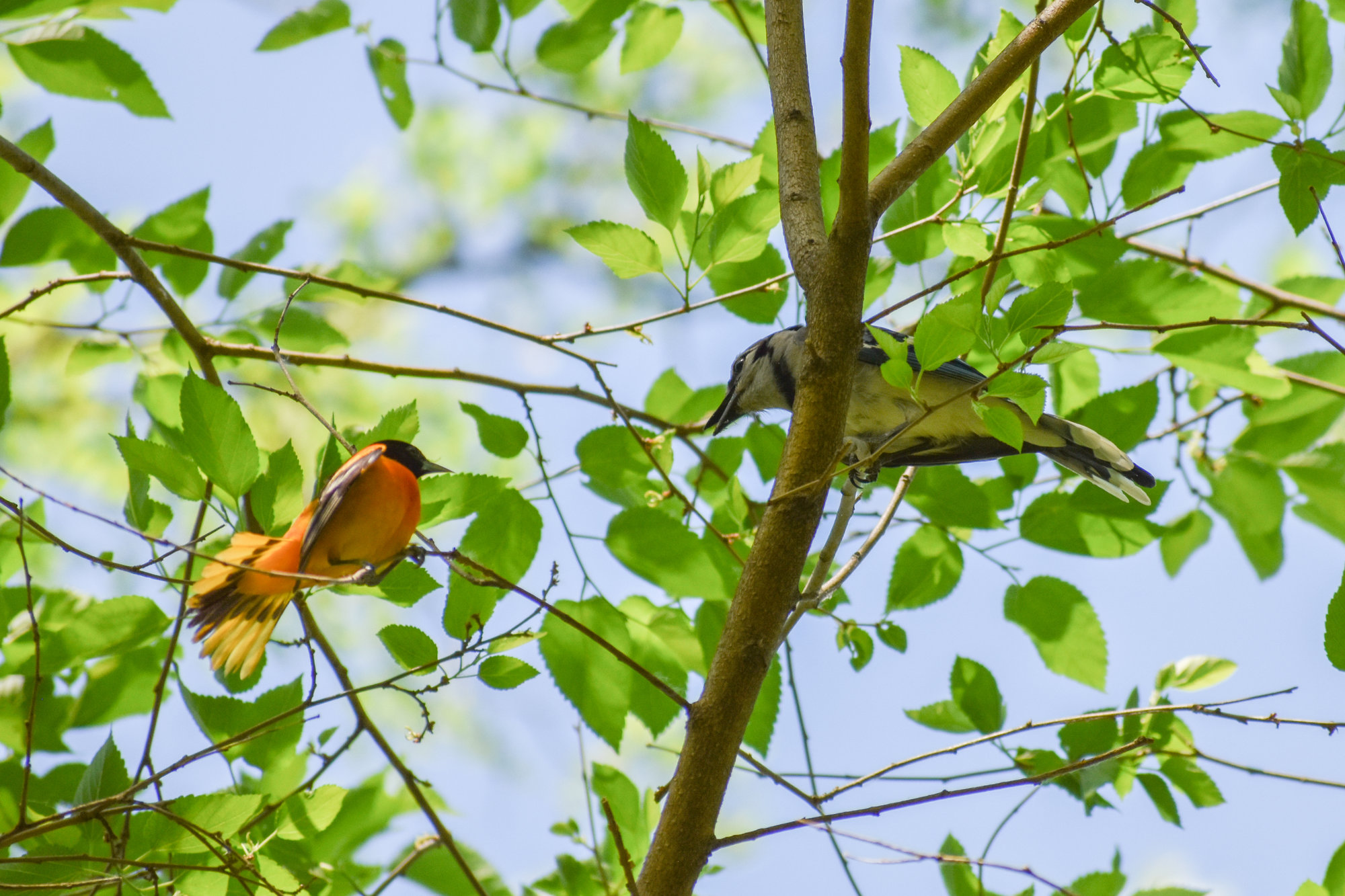 Pheasant Branch Conservancy in Middleton